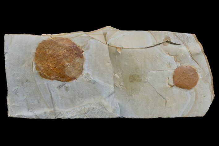 Two Paleocene Fossil Leaves (Zizyphoides) - Montana #165039